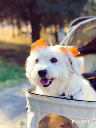 北京可以带宠物好玩的地方,北京宠物公园