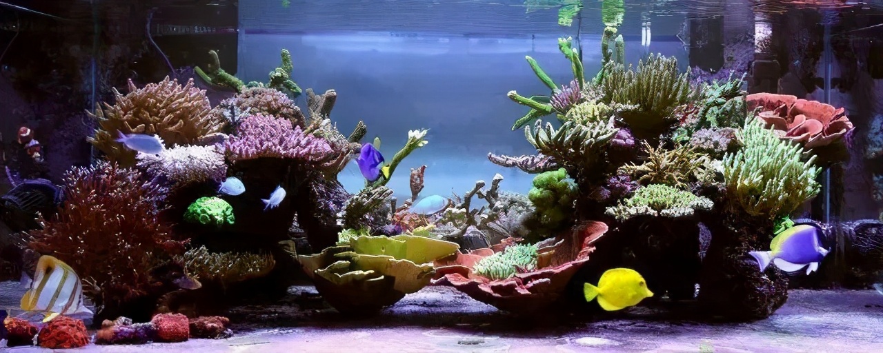玩海水缸费钱吗,如何正确的调配海水海缸