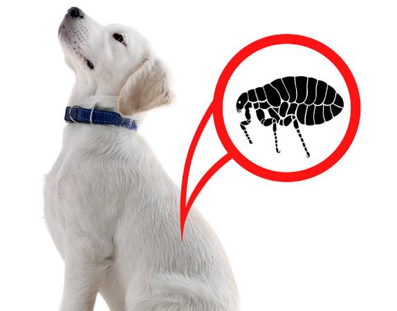 狗狗有跳蚤怎么办？这5个“妙招”，可以帮你搞定