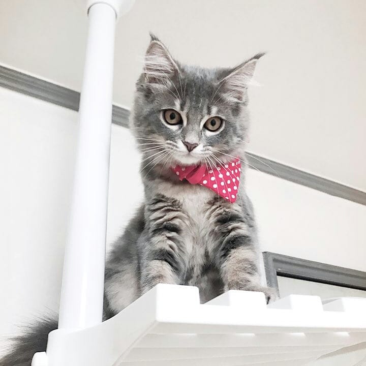 一岁多的猫得了猫瘟能治好吗,一岁的猫猫瘟可以治好么