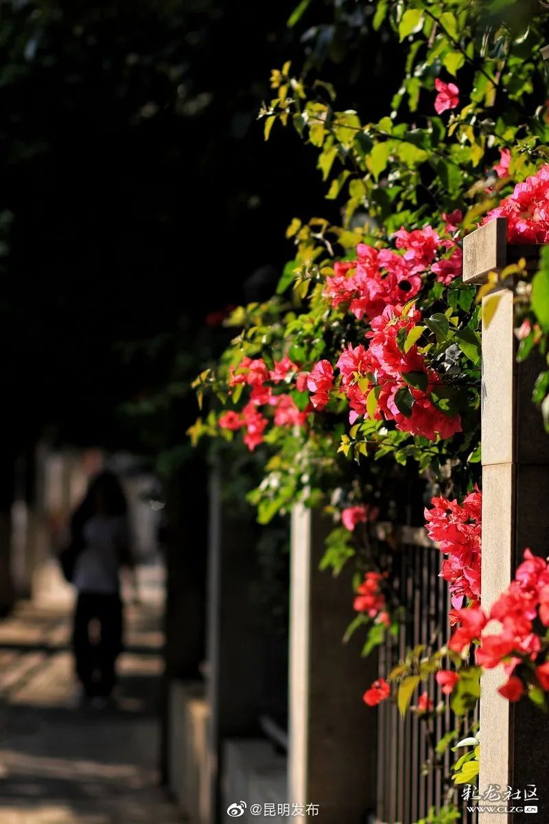 被大理丽江掩盖风头又怎样？它才是云南No.1！5月它太美了