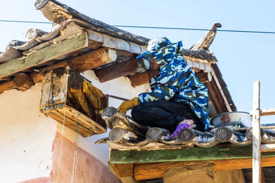 土蜂蜜取蜜全过程,土蜂蜜正确取蜜方法