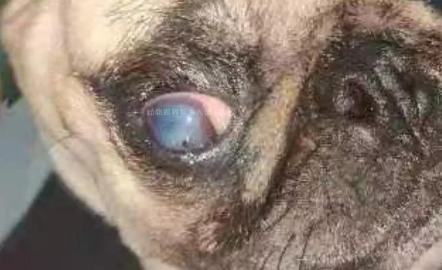 狗狗眼睛毛红肿溃烂怎么回事,狗狗眼睛红肿有水泡是什么情况