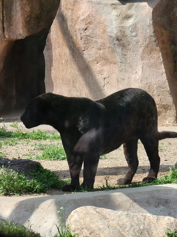快乐动物园探险,愉快的旅行沈阳森林动物园一日游
