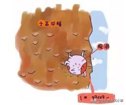 子宫内膜是生命的土壤，它到底是怎么回事？是如何发挥作用的？