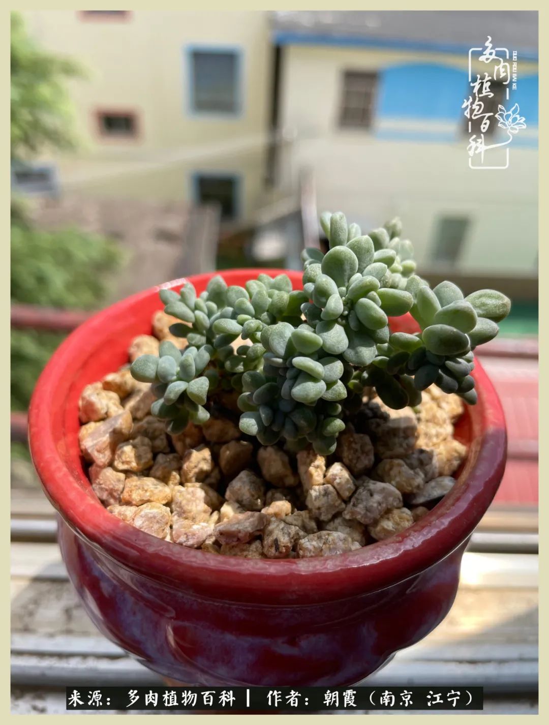 多肉最美的飘枝品种,多肉最美老桩