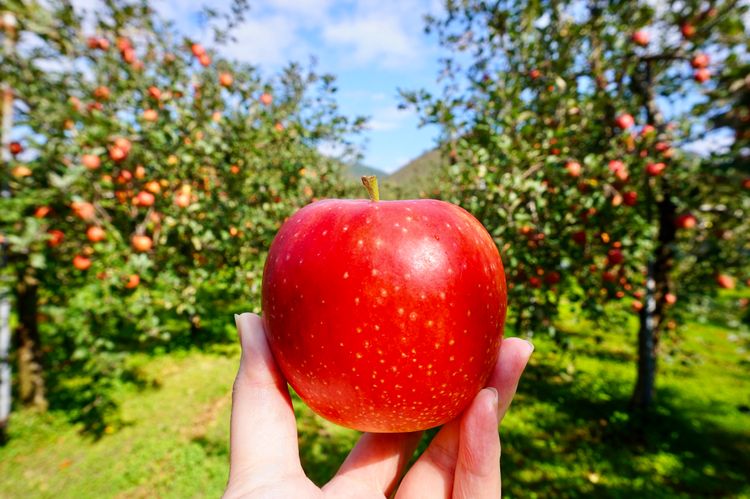 日本自由行奈良,日本秋田大馆旅游