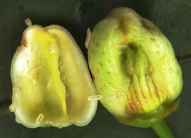 柑橘12月有什么病害虫害,柑橘全年病害虫害最新防治方法