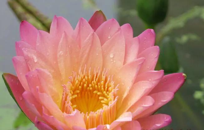 深圳花海公园地址在哪里,深圳中心河公园花海