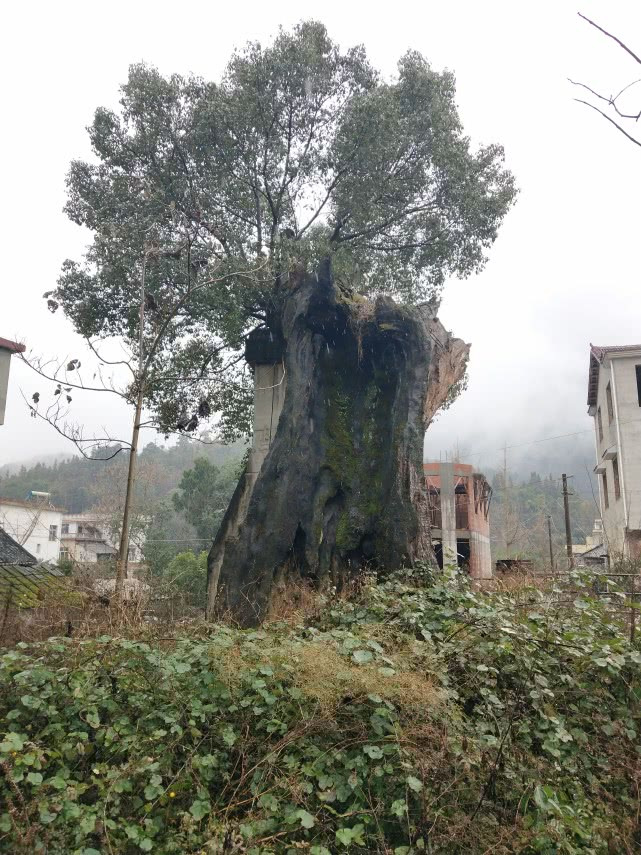 千年的古樟,亲历千年古樟重生