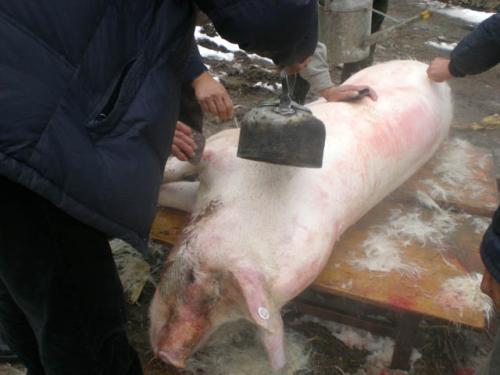 山水杀猪饭,阜平杀猪肉