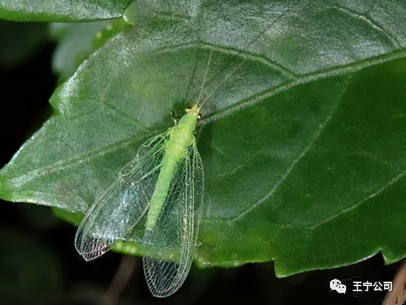 夏播玉米虫害图片大全,玉米虫害图谱高清大图