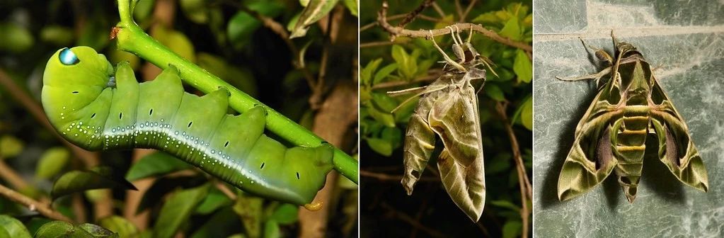 被剧毒毁了名声的宝藏工具树，除了毒你真的找不到它别的黑点