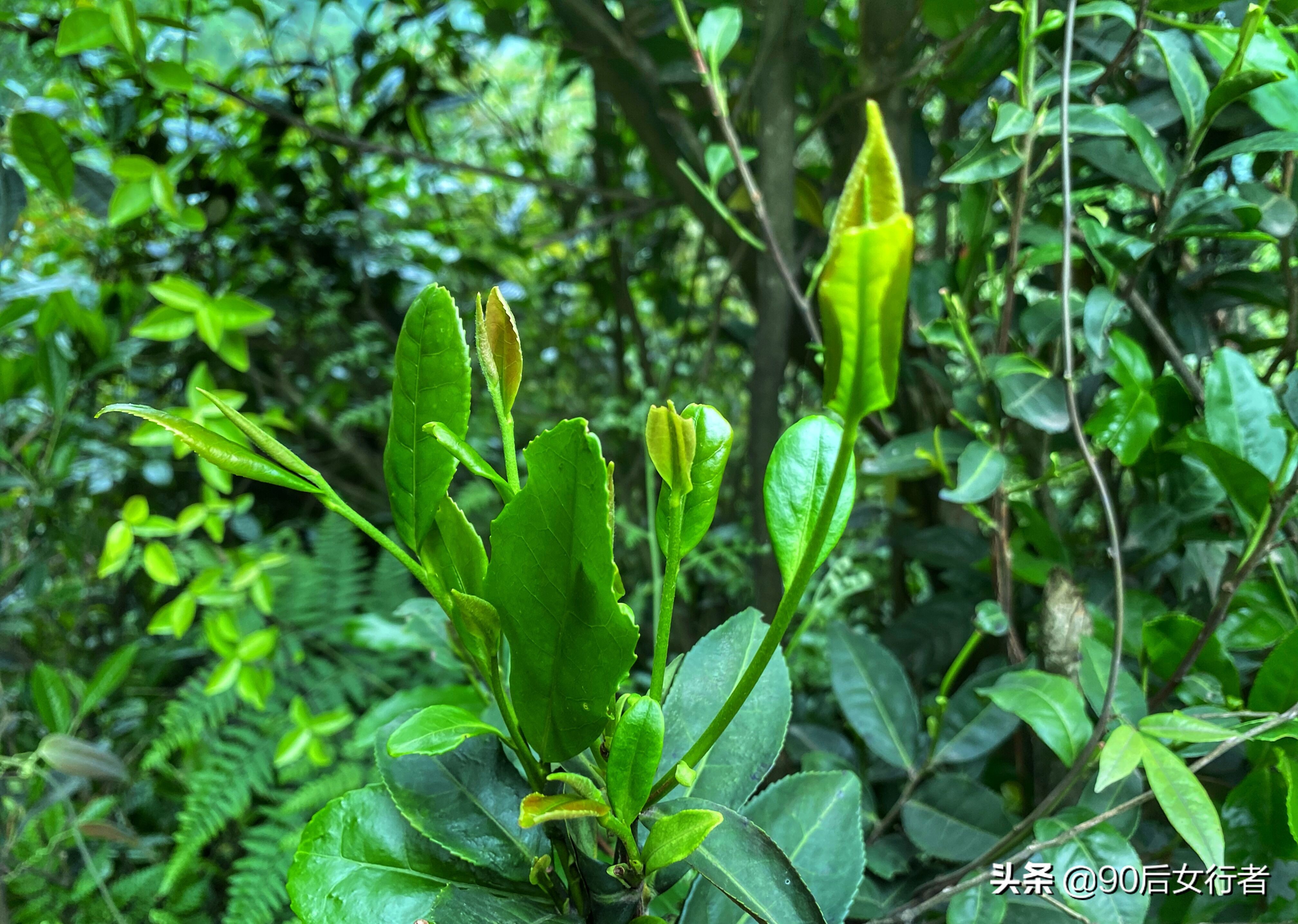 探寻青城山,探秘青城山神仙洞怎么走