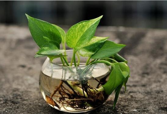 水培绿萝不生根,绿萝水培营养液