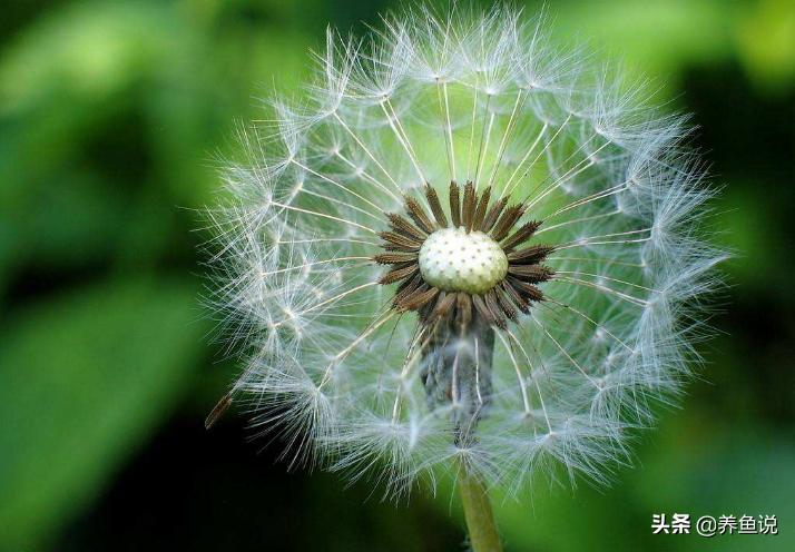 辟谣：“水草种子”并非真正的水草，种了之后鱼缸的麻烦事少不了