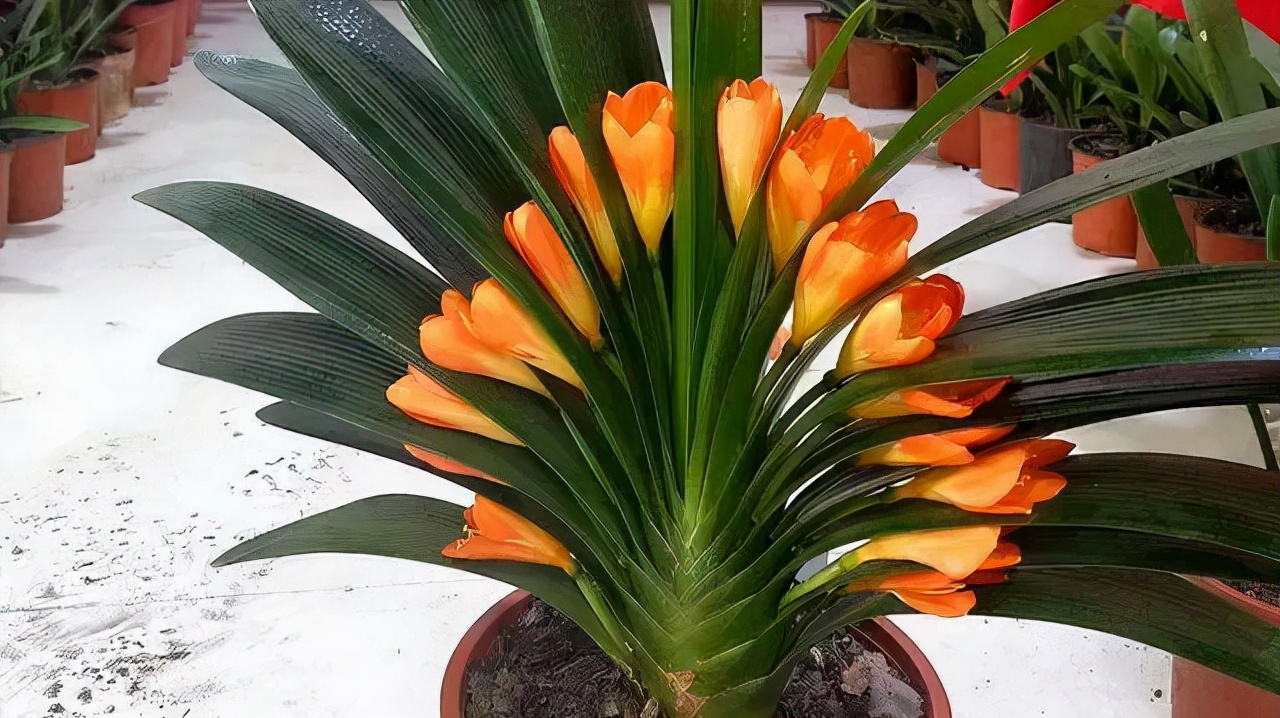 花卉绿植种植大全,温室常见的花卉