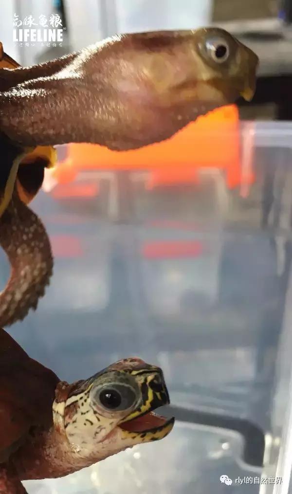 枫叶龟品种及图片大全,地龟和枫叶龟的区别