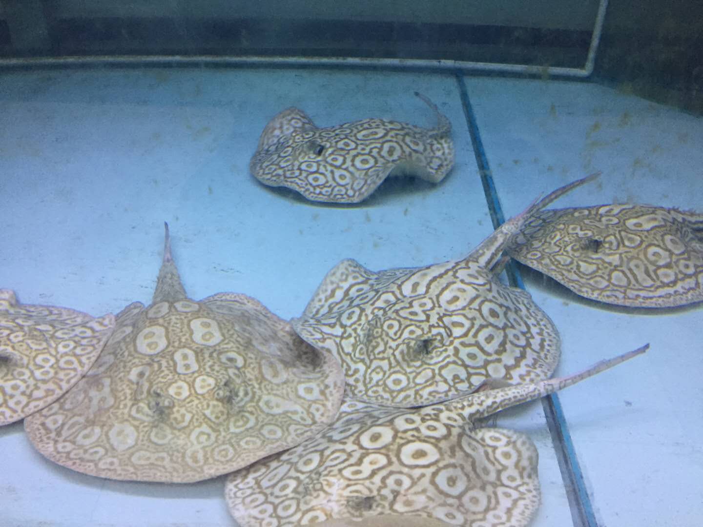 楠羽养鱼经全集,楠羽魟鱼