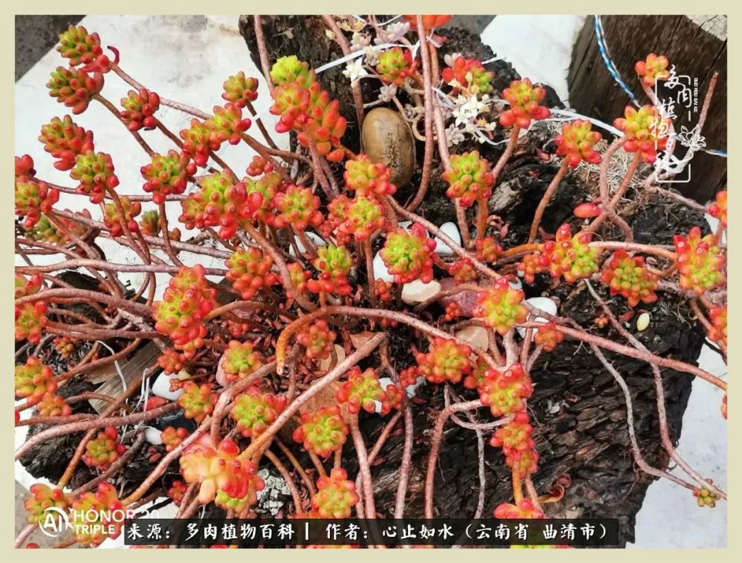 感谢陪伴感恩所有的遇见,让每个人都能感受到多肉的美好