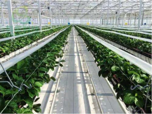 温室大棚选址要求,包头温室大棚建造要求