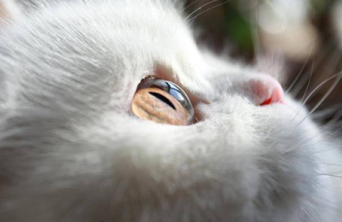 猫咪眼里的世界到底是怎样的,猫咪眼中的世界是什么样子