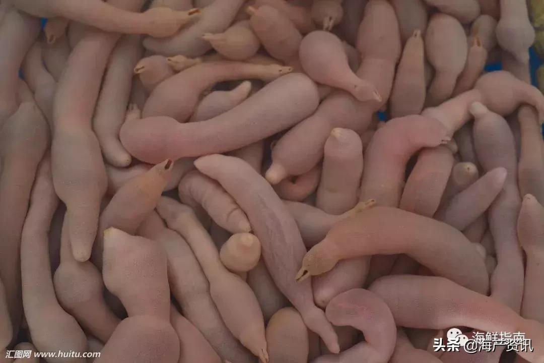 可以吃的海虫都有哪些,沙虫海肠的区别