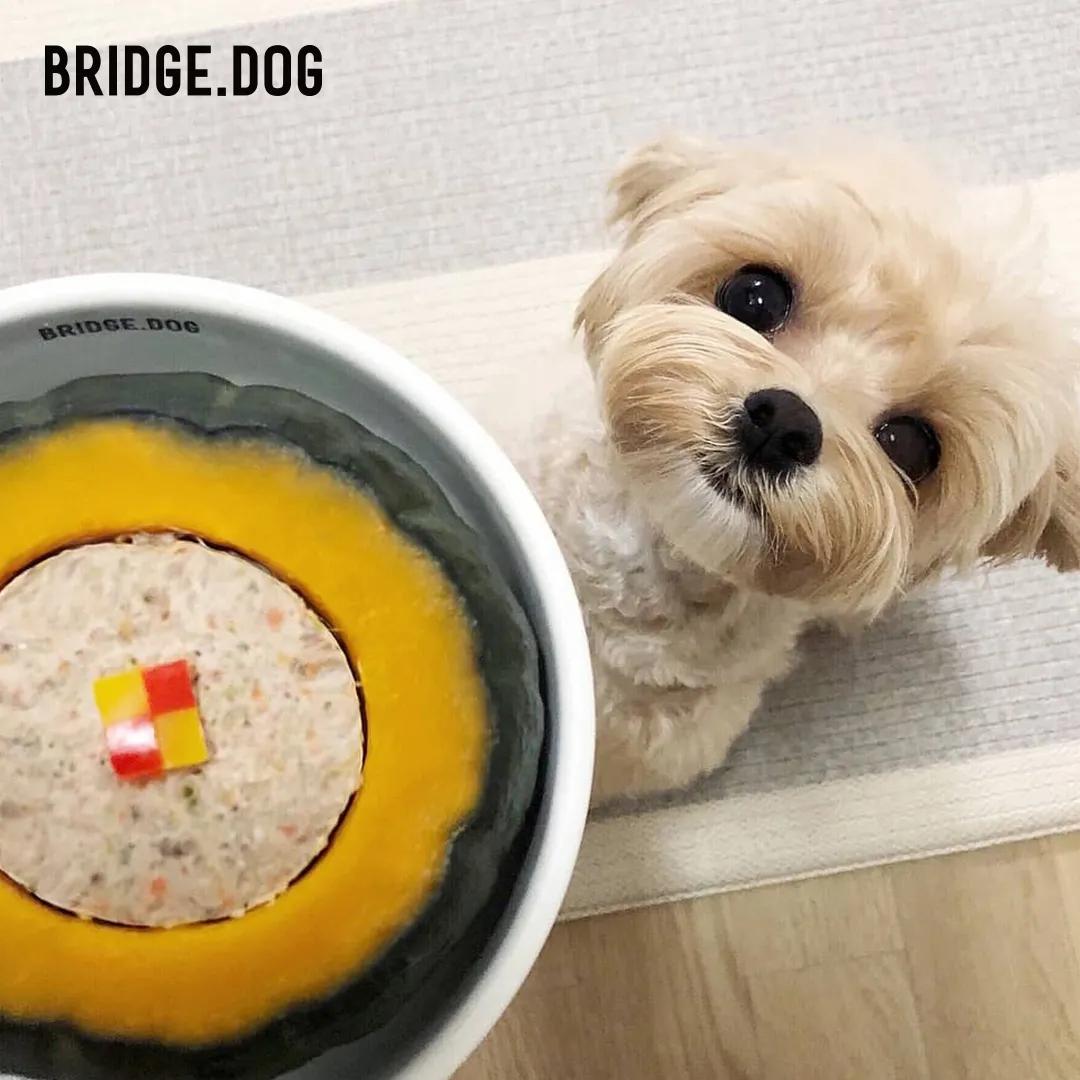 ins风宠物碗,韩国碗具