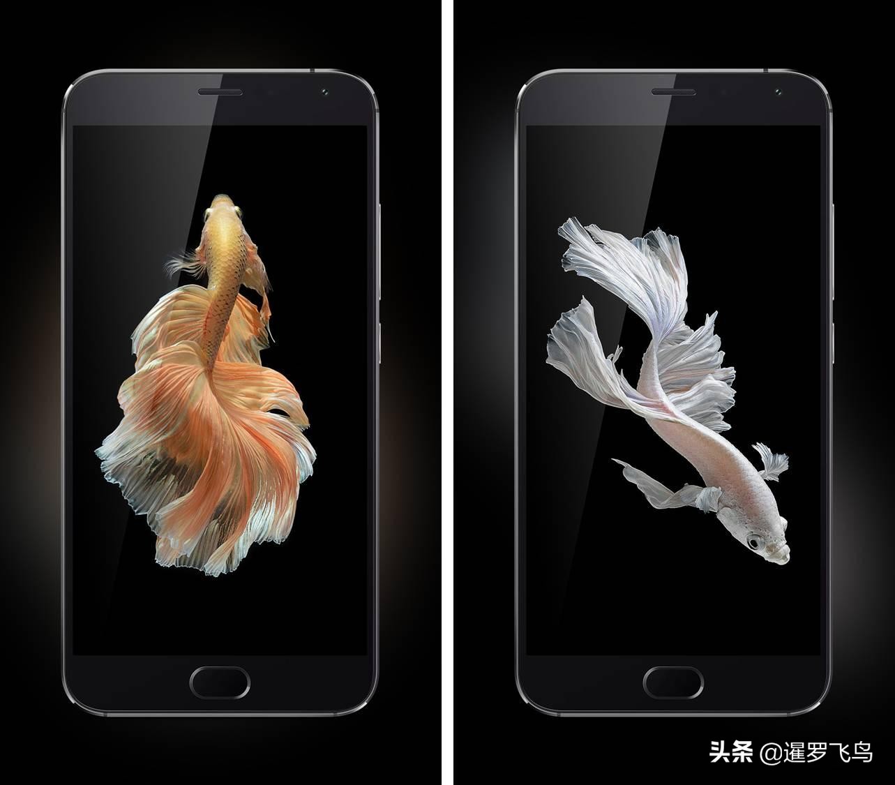 泰国宣布暹罗斗鱼为“国鱼”*旗国**鱼身价百倍