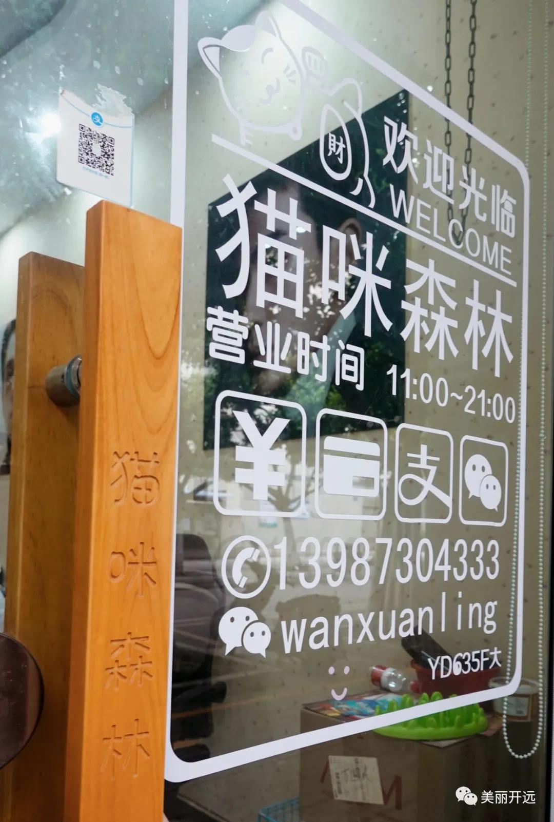 开远·人生百味|小猫的“猫咪森林”