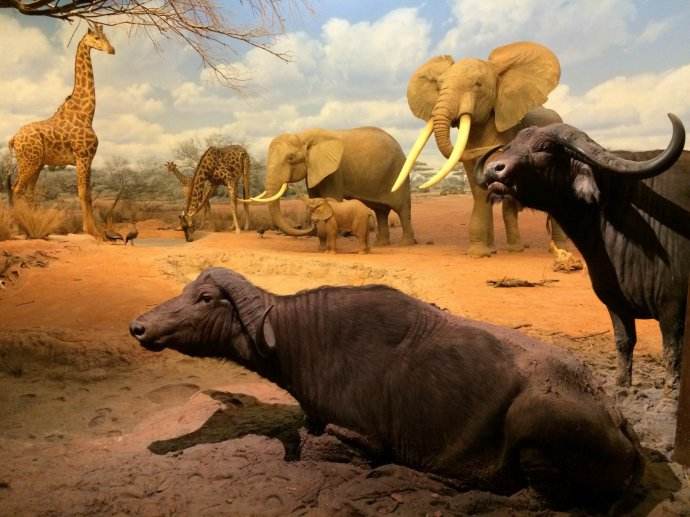 霸王龙比非洲象大多少,霸王龙和大象体型对比