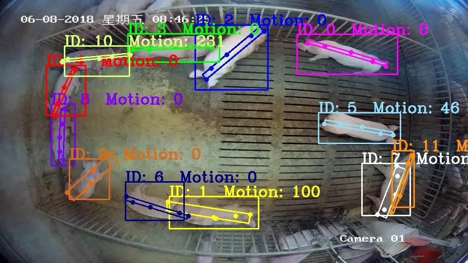 京东网易阿里巴巴养猪,阿里网易养猪业