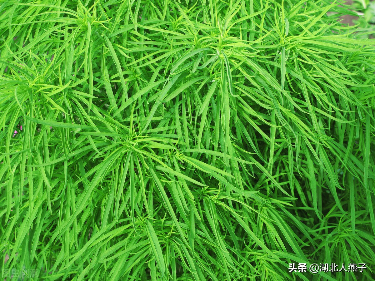 常见野菜的种类和图片大全 (各种野菜大全带图片)