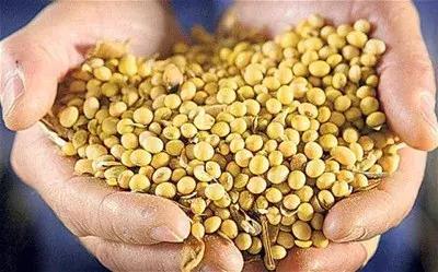 转基因的玉米种一定高吗,转基因玉米比普通玉米便宜吗