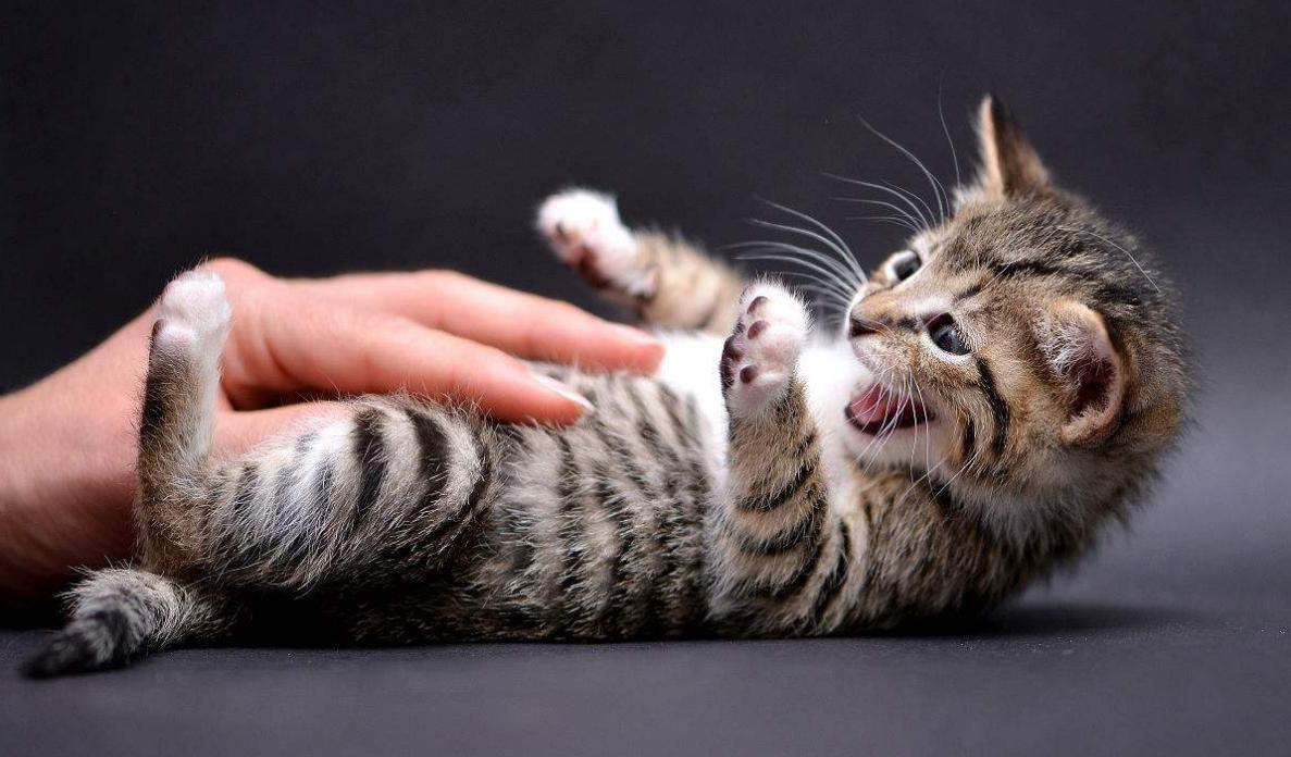 在猫咪眼中吃重要还是玩重要,在猫咪眼里人类有哪些迷惑行为