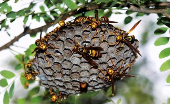 美国大黄蜂被导弹击落,亚洲大黄蜂入侵