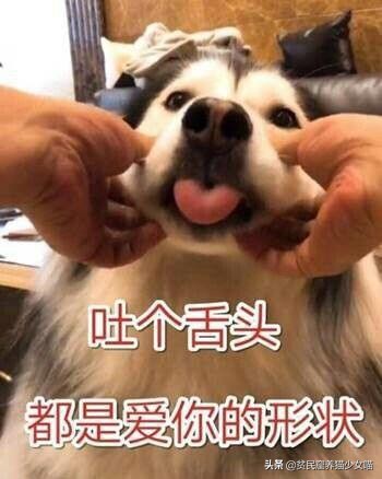 金毛狗狗中暑症状和解救方法,狗狗如何防止猫咪中暑