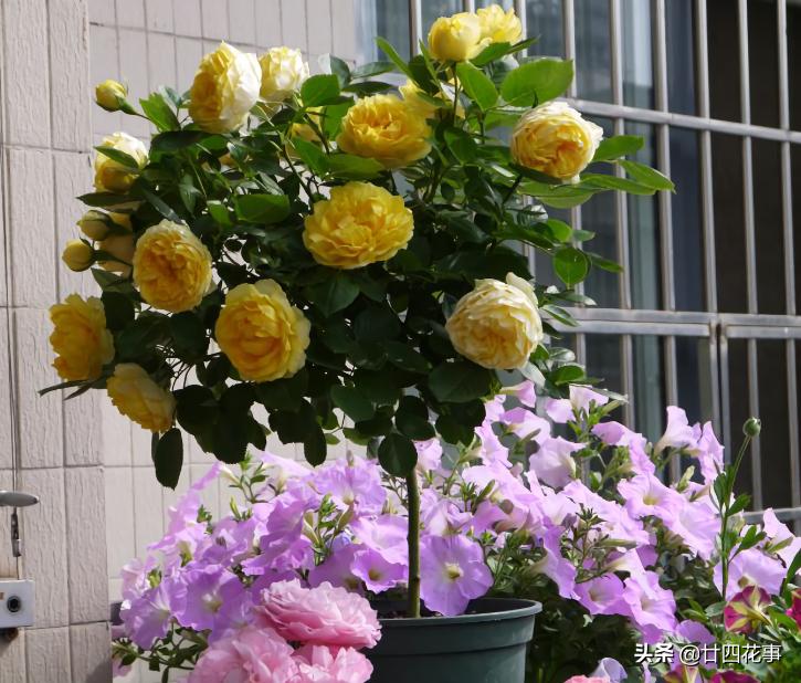 阳台太小了怎么养花,12平米阳台养什么花好