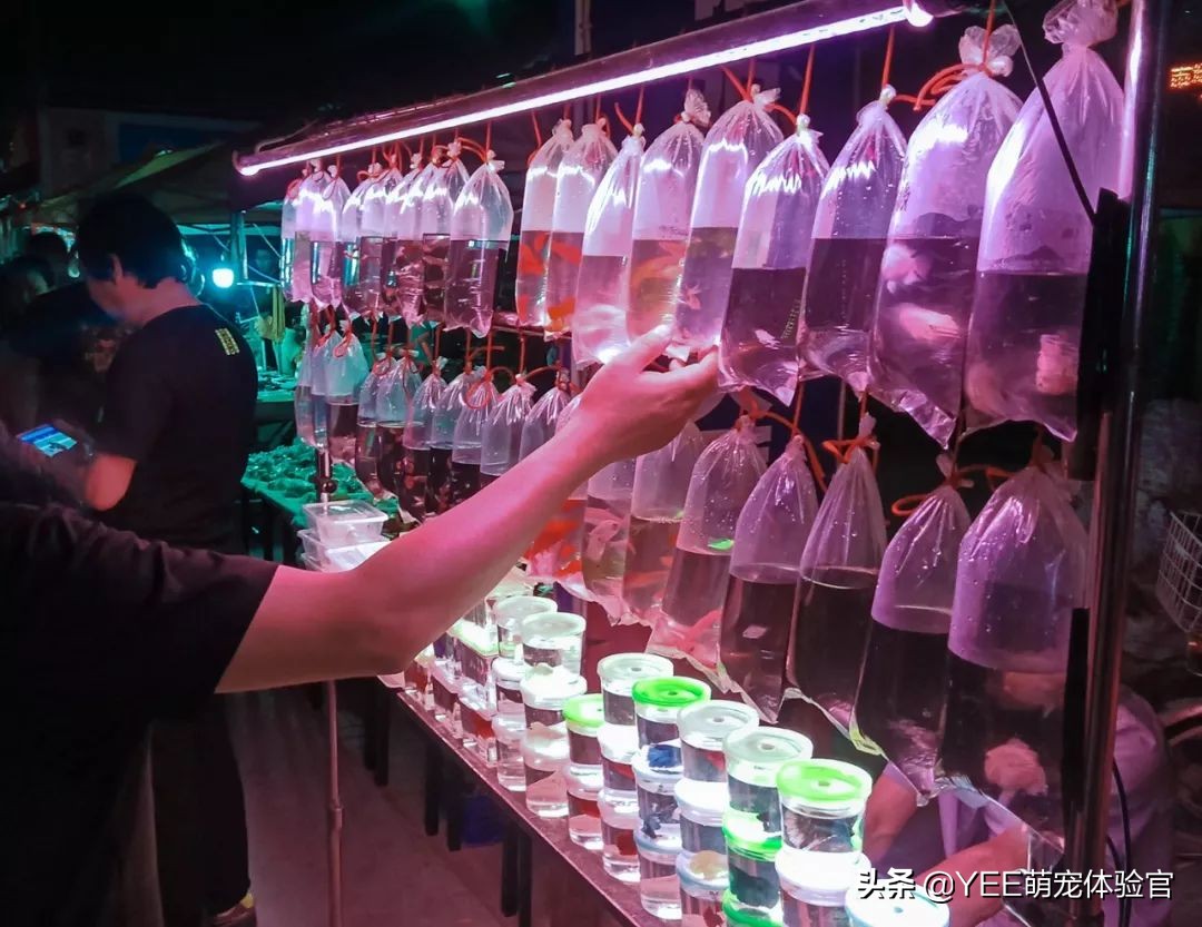 强大的硝化细菌,硝化细菌无处不在吗