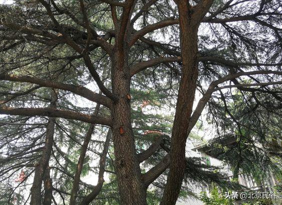 故宫元宵花灯,故宫元宵节夜场