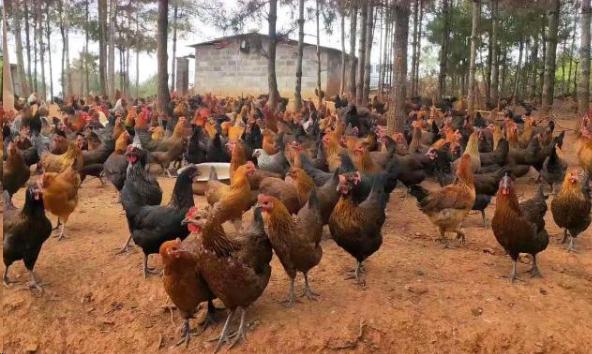 治鸡啄癖方法,怎么除鸡啄癖