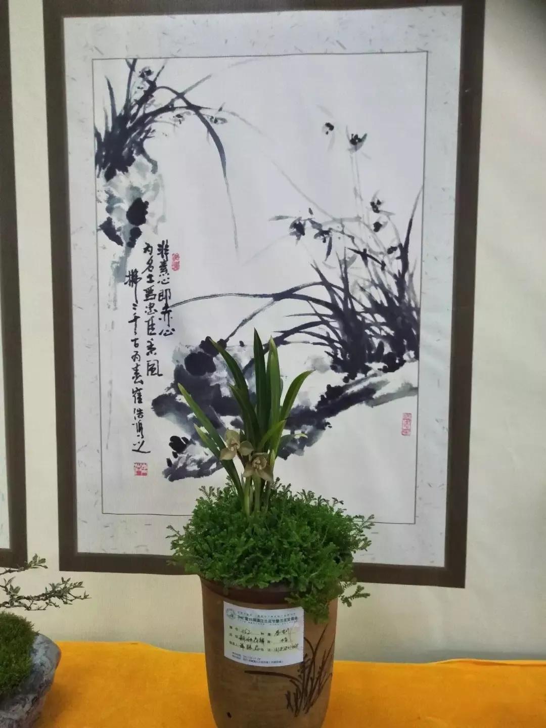 四川兰花市场有哪些品种,兰花市场哪里最大