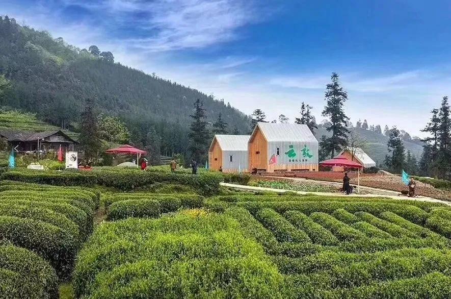 中国五大茶旅胜地,中国十大茶旅城市有哪些