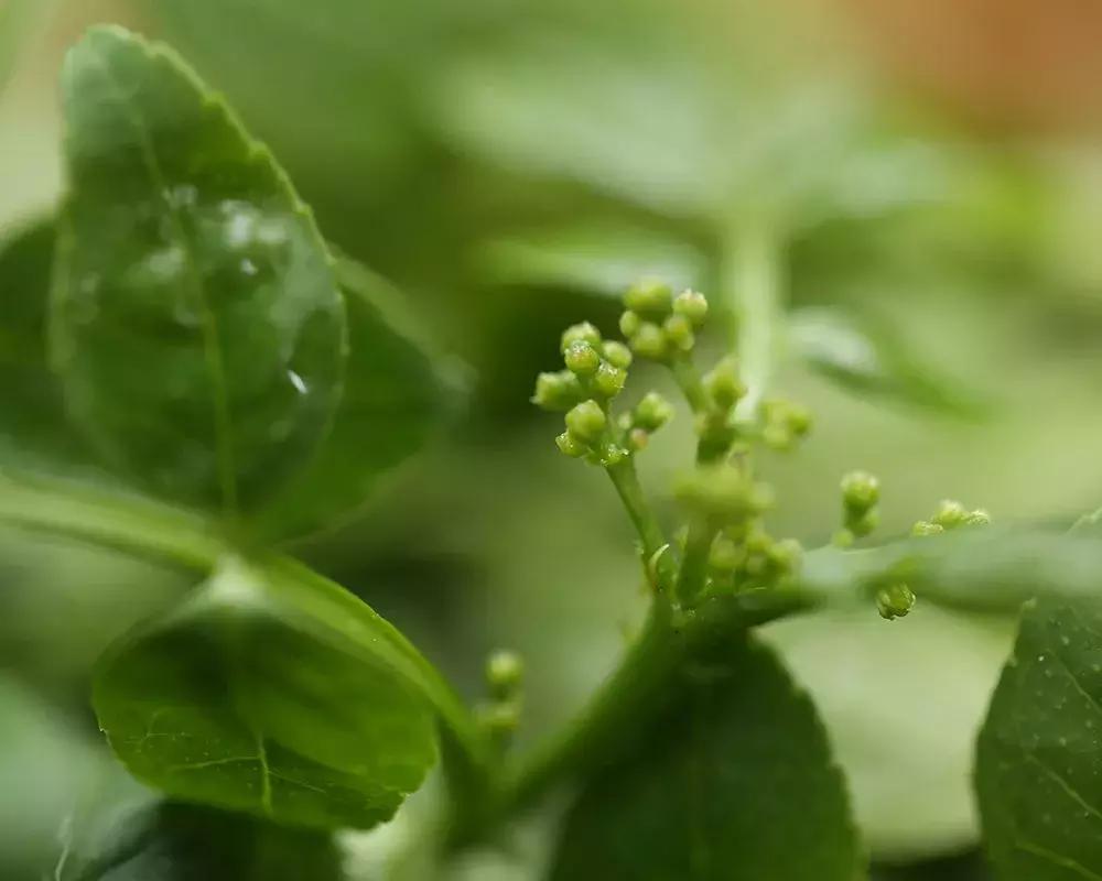 不吃点季节限定美食，这个春天就太没意思了