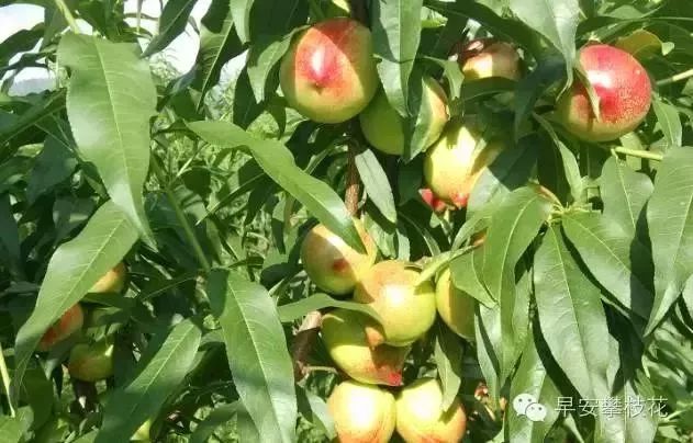 好吃的攀枝花当季新鲜水果 (攀枝花这两天特色水果)