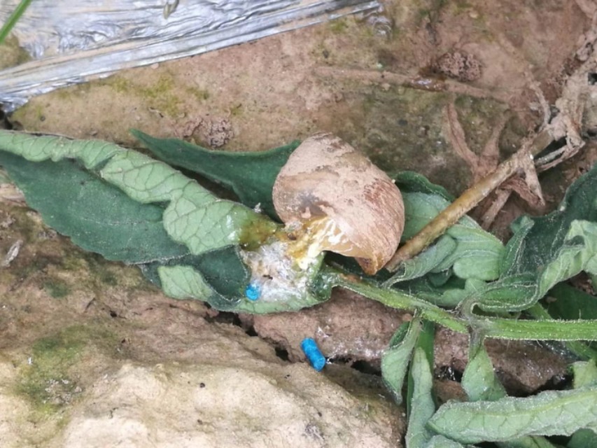 四聚乙醛蜗牛杀虫剂能撒水田吗,四聚乙醛蜗牛杀虫剂与水的配比