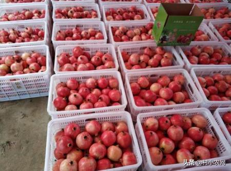 农村种植什么赚钱不愁销路,农村最赚钱的种植创业项目有哪些