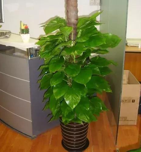 大叶绿萝黄叶咋回事怎么处理,大叶绿萝黄叶开裂要施硫酸亚铁吗