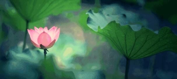 山楂荷叶泡水喝有减肥的功效吗,青青荷叶祛湿茶