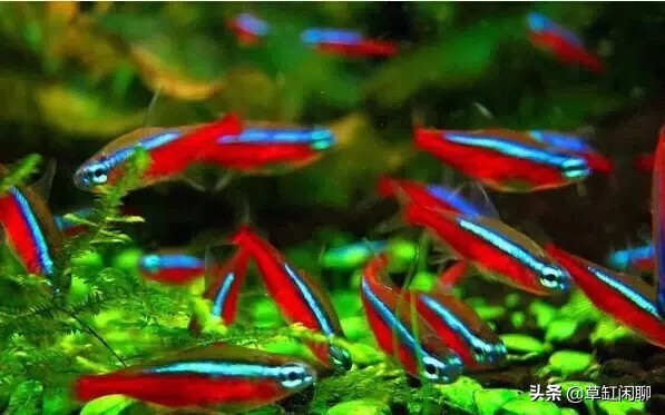 新手草缸造景之水草造景后的日常管理和维护